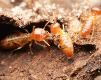 Pest-Control-Rowville-Termite-Inspection