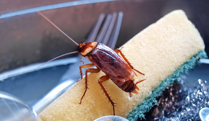 cockroaches-2