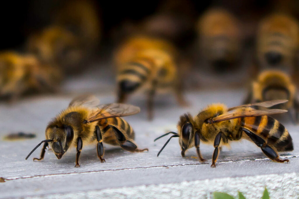 Honey,Bees,At,Coming,And,Going,At,The,Hive