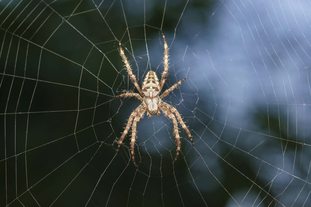 Spider,Garden-spider,(lat.,Araneus),Kind,Araneomorph,Spiders,Of,The,Family
