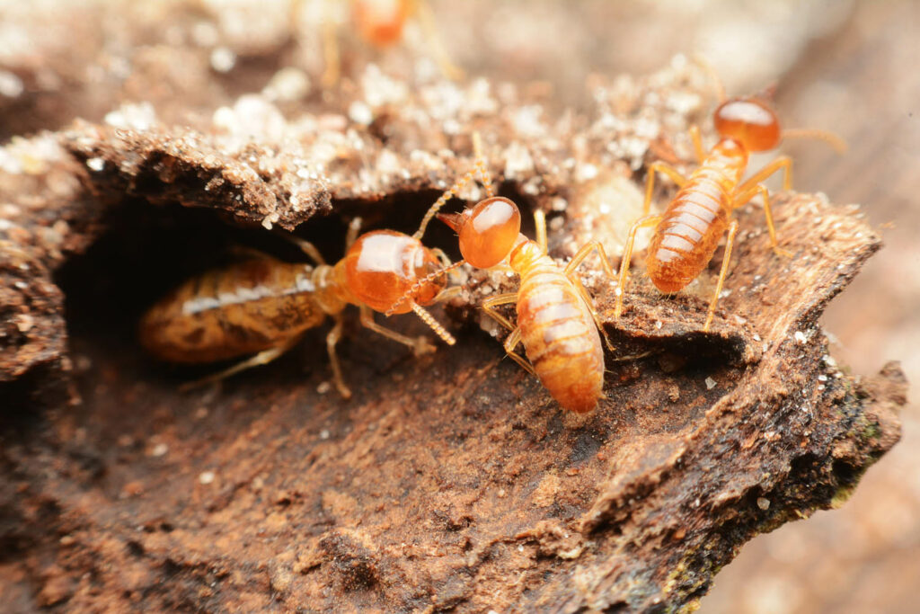 Close-up,Of,Worker,Termites,On,The,Forest,Floor