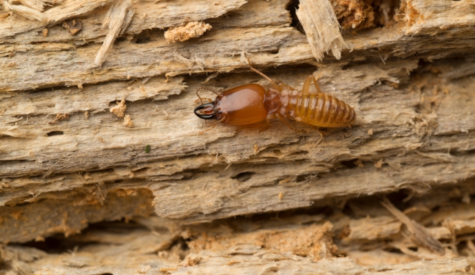 termite-control-2