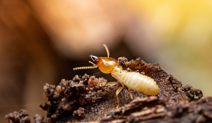 termite-inspection-2